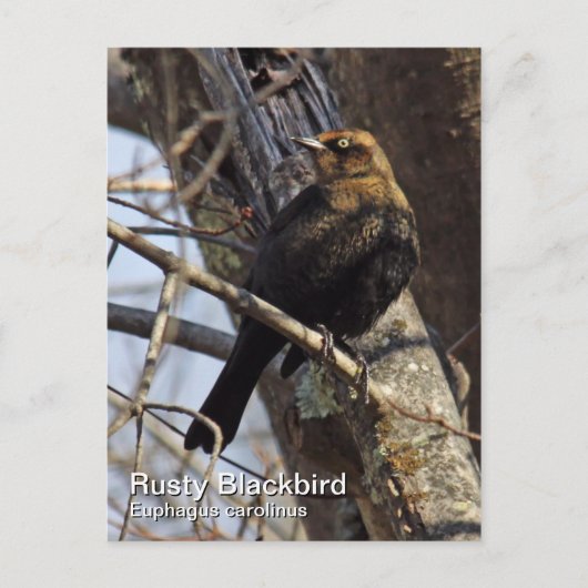Rusty Blackbird Briefkaart (Voorkant)