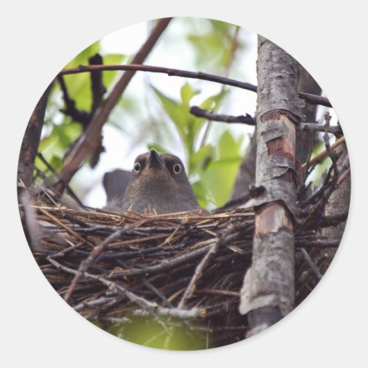Rusty Blackbird Vrouw op Nest Ronde Sticker (Voorkant)