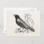 Rusty Crow Blackbird Bird - Retro Birds Briefkaart (Voorkant / Achterkant)