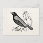Rusty Crow Blackbird Bird - Retro Birds Briefkaart (Voorkant)