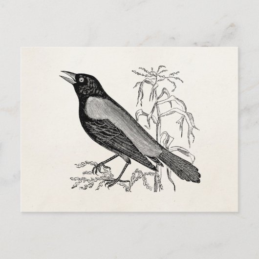 Rusty Crow Blackbird Bird - Retro Birds Briefkaart (Voorkant)