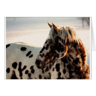 Rusty de Appaloosa