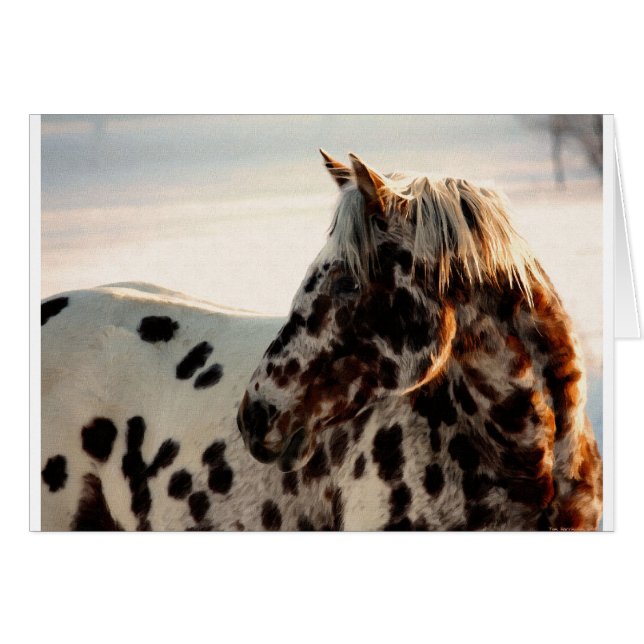 Rusty de Appaloosa (Voorkant Horizontaal)
