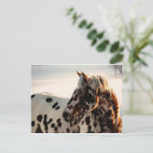 Rusty de Appaloosa Briefkaart (Staand voorkant)