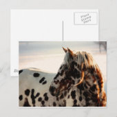 Rusty de Appaloosa Briefkaart (Voorkant / Achterkant)