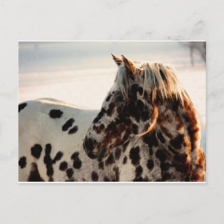 Rusty de Appaloosa Briefkaart