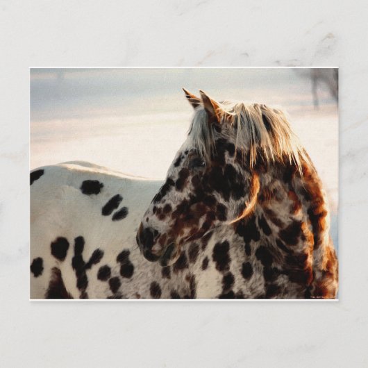 Rusty de Appaloosa Briefkaart (Voorkant)
