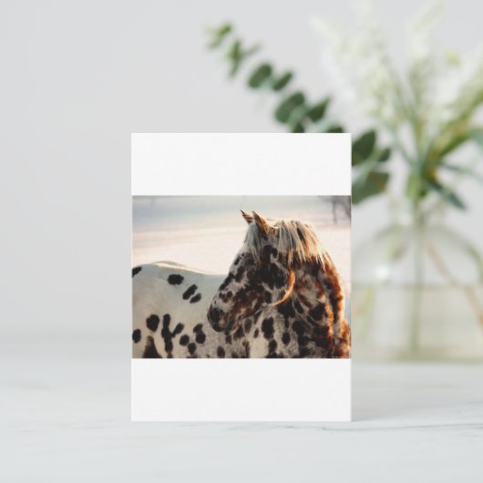 Rusty de Appaloosa Briefkaart (Staand voorkant)