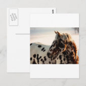 Rusty de Appaloosa Briefkaart (Voorkant / Achterkant)