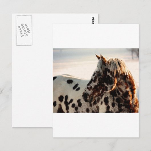 Rusty de Appaloosa Briefkaart (Voorkant / Achterkant)