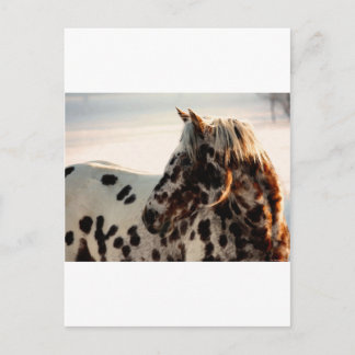 Rusty de Appaloosa Briefkaart