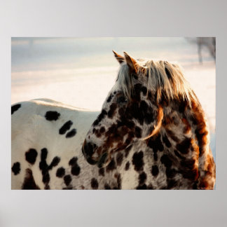 Rusty de Appaloosa Poster