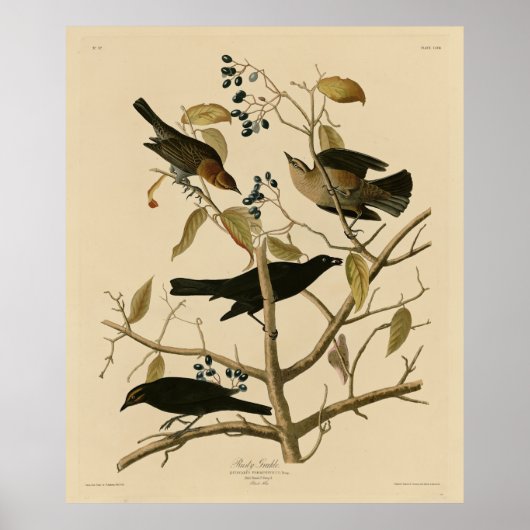 Rusty Grakle (Grackle) Audubon's vogels in Amerika Poster (Voorkant)