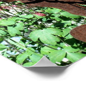 Rusty Rabbit Columbine Flower Garden Poster (Hoek)