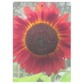 Rusty Red Sunflower Klembord (Achterkant)