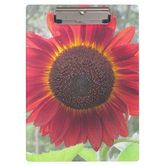 Rusty Red Sunflower Klembord (Voorkant)