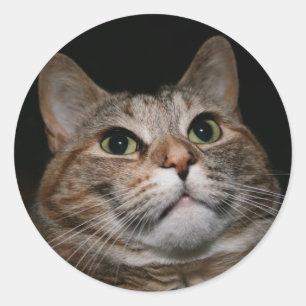 Rusty Ronde Sticker