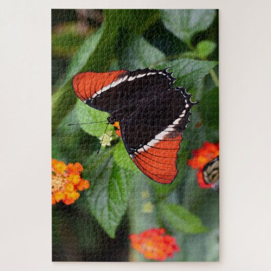 Rusty Tipped Page Butterfly . Legpuzzel (Verticaal)