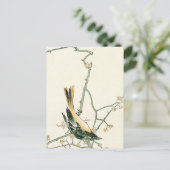 Ruticilla aurorea op een pruimen tak - Japanse kun Briefkaart (Staand voorkant)