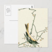 Ruticilla aurorea op een pruimen tak - Japanse kun Briefkaart (Voorkant / Achterkant)