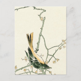 Ruticilla aurorea op een pruimen tak - Japanse kun Briefkaart