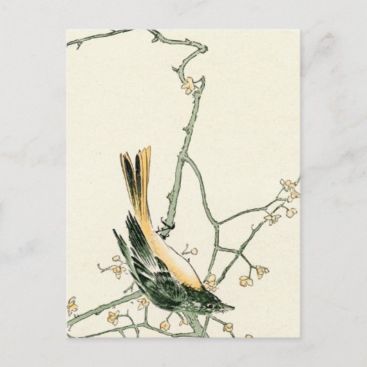 Ruticilla aurorea op een pruimen tak - Japanse kun Briefkaart (Voorkant)