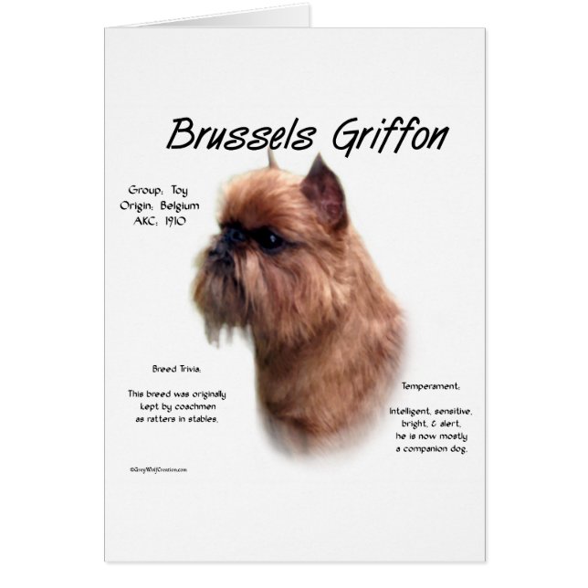 Ruw Brussel Griffon Geschiedenis (Voorkant)
