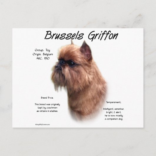 Ruw Brussel Griffon Geschiedenis Briefkaart (Voorkant)