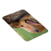 Ruw Collie Gezicht Magneet (Rechterzijde)