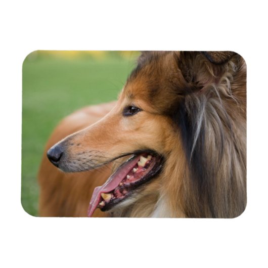 Ruw Collie Gezicht Magneet (Horizontaal)