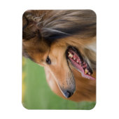 Ruw Collie Gezicht Magneet (Verticaal)