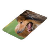 Ruw Collie Gezicht Magneet (Linkerzijde)