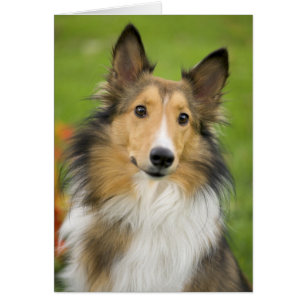Ruw Collie, hond