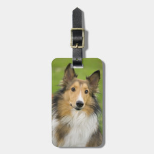 Ruw Collie, hond Bagagelabel