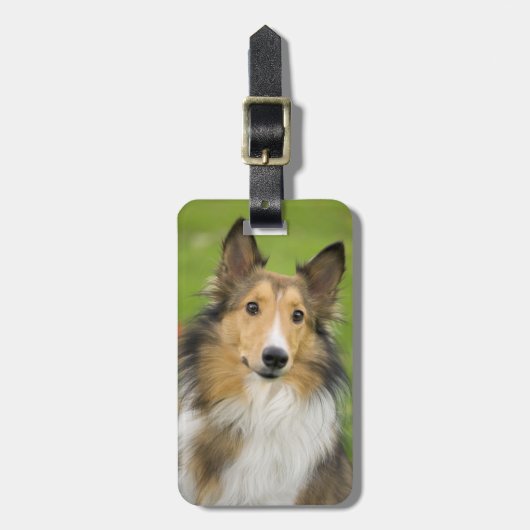 Ruw Collie, hond Bagagelabel (Voorkant verticaal)