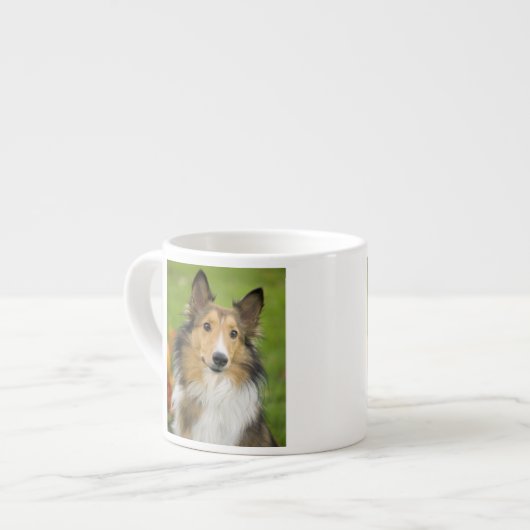 Ruw Collie, hond Espresso Kop (Links)