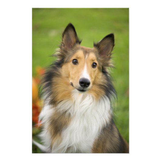 Ruw Collie, hond Foto Afdruk (Voorkant)