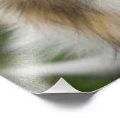 Ruw Collie, hond Foto Afdruk (Hoek)