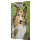 Ruw Collie, hond Klembord (Links)