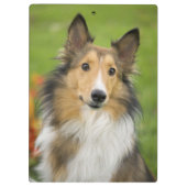 Ruw Collie, hond Klembord (Achterkant)