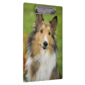Ruw Collie, hond Klembord (Rechts)