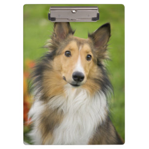 Ruw Collie, hond Klembord
