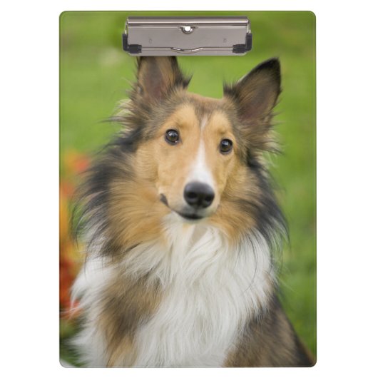 Ruw Collie, hond Klembord (Voorkant)
