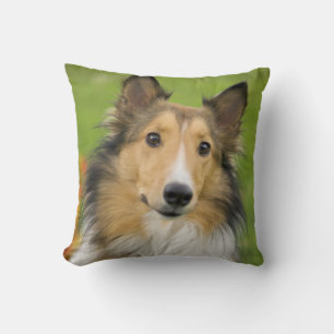 Ruw Collie, hond Kussen
