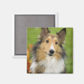 Ruw Collie, hond Magneet (Voorkant / Achterkant)