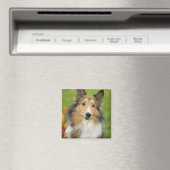 Ruw Collie, hond Magneet (Insitu (Vaatwasser))