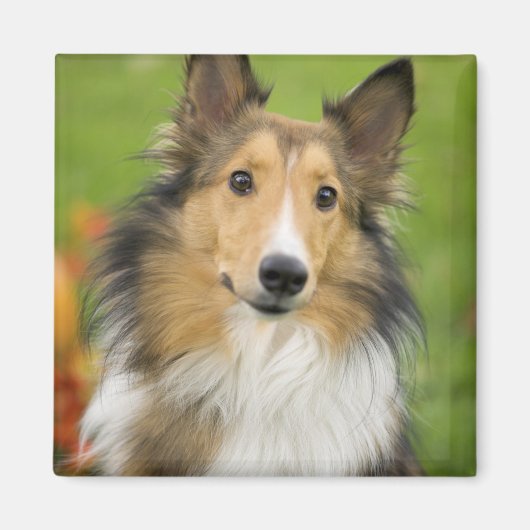 Ruw Collie, hond Magneet (Voorkant)