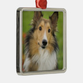 Ruw Collie, hond Metalen Ornament (Rechts)