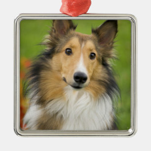 Ruw Collie, hond Metalen Ornament