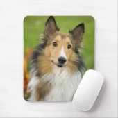 Ruw Collie, hond Muismat (Met muis)